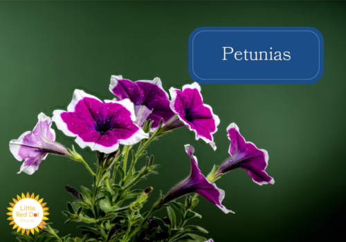 Petunias Petunias