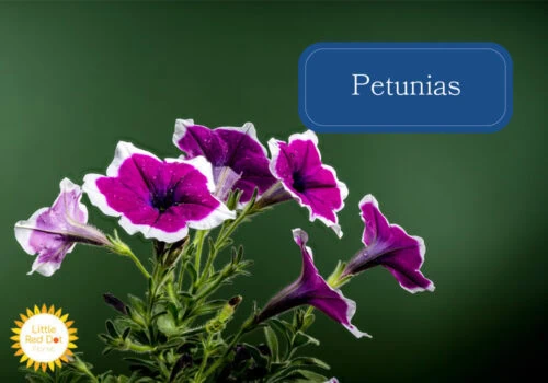 Petunias Petunias