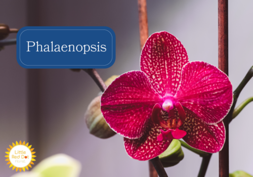 Phalaenopsis Inline 1000 x 700 Phalaenopsis Inline 1000 x 700