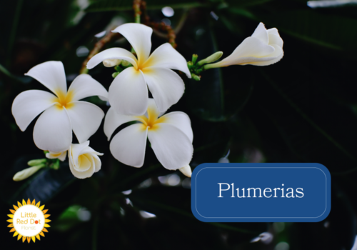 Plumerias Plumerias