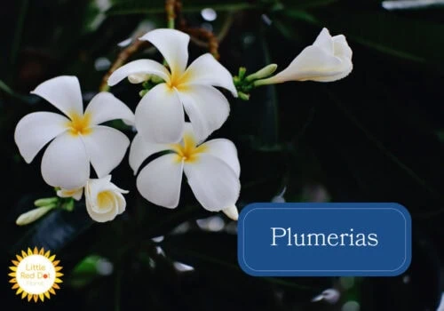 Plumerias Plumerias