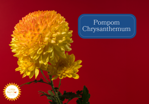 Pompom Chrysanthemum Inline 1000 x 700 Pompom Chrysanthemum Inline 1000 x 700