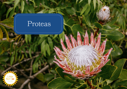 Proteas Proteas