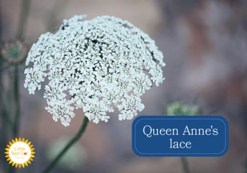Queen Anne s lace Queen Anne s lace