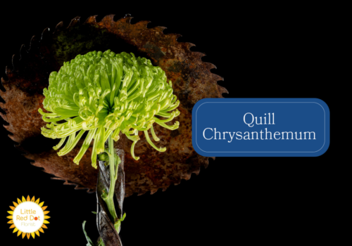Quill Chrysanthemum Inline 1000 x 700 Quill Chrysanthemum Inline 1000 x 700