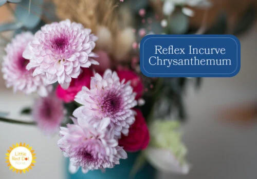 Reflex Incurve Chrysanthemum Inline 1000 x 700 Reflex Incurve Chrysanthemum Inline 1000 x 700
