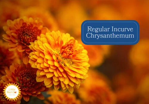 Regular Incurve Chrysanthemum Inline 1000 x 700 Regular Incurve Chrysanthemum Inline 1000 x 700