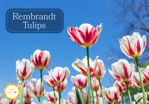 Rembrandt Tulips Rembrandt Tulips