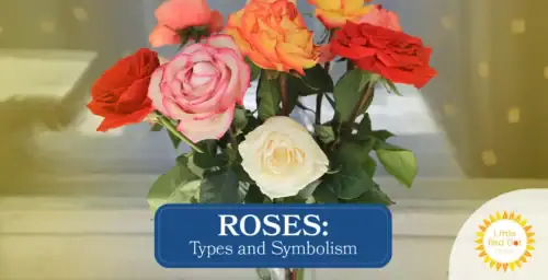 Roses Types and Symbolisms Roses Types and Symbolisms