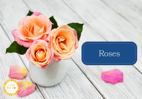 Roses Roses