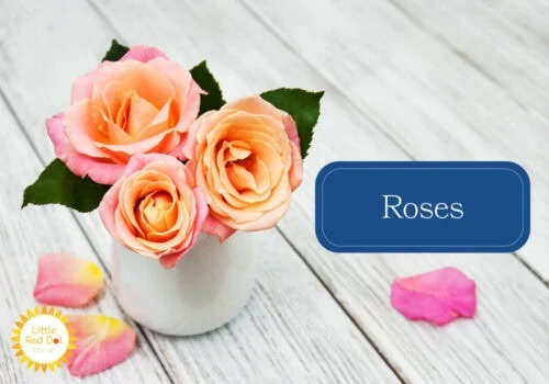 Roses Roses