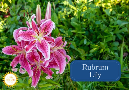 Rubrum Lily Rubrum Lily
