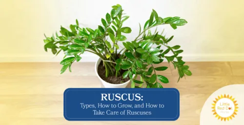 Ruscus Types How to Grow and How to Take Care of Ruscuses Headline 1640 x 840 Ruscus Types How to Grow and How to Take Care of Ruscuses Headline 1640 x 840