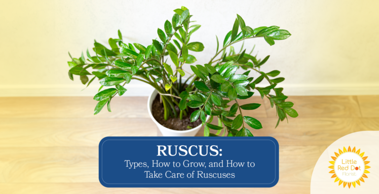 Ruscus: Types, How to Grow, and How to Take Care of Ruscuses - Little ...