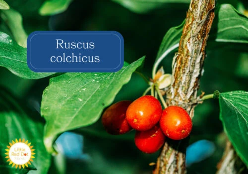Ruscus colchicus Inline 1000 x 700 Ruscus colchicus Inline 1000 x 700