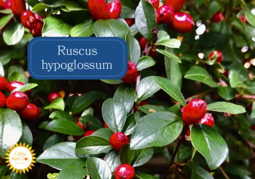 Ruscus hypoglossum Inline 1000 x 700 Ruscus hypoglossum Inline 1000 x 700