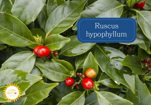 Ruscus hypophyllum Inline 1000 x 700 Ruscus hypophyllum Inline 1000 x 700