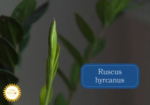 Ruscus hyrcanus Inline 1000 x 700 Ruscus hyrcanus Inline 1000 x 700