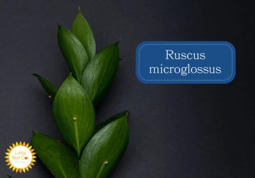 Ruscus microglossus Inline 1000 x 700 Ruscus microglossus Inline 1000 x 700