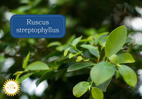 Ruscus streptophyllus Inline 1000 x 700 Ruscus streptophyllus Inline 1000 x 700