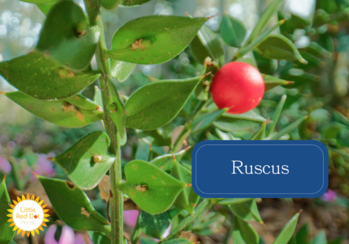 Ruscus Ruscus