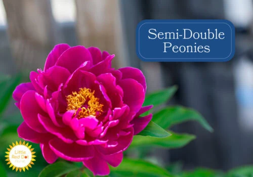 Semi Double Peonies 1000 x 700 Semi Double Peonies 1000 x 700