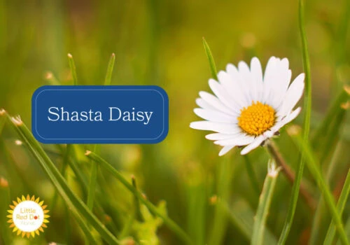 Shasta Daisy Inline 1000 x 700 Shasta Daisy Inline 1000 x 700