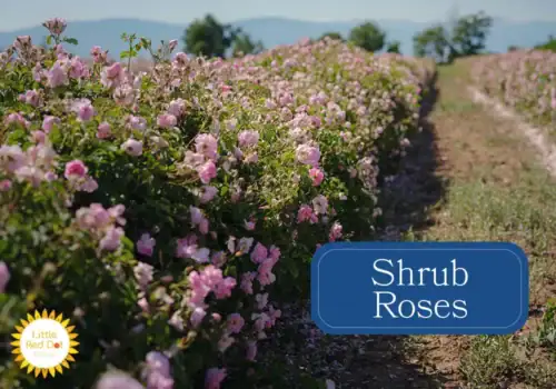Shrub Roses Shrub Roses