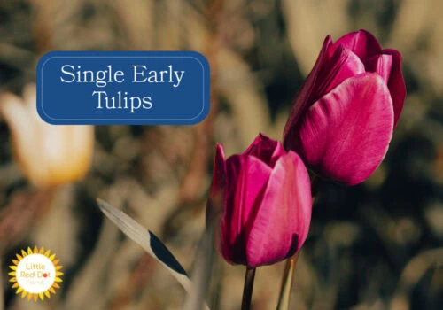 Single Early Tulips Single Early Tulips