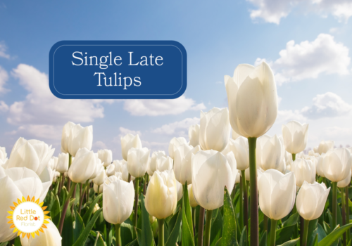 Single Late Tulips