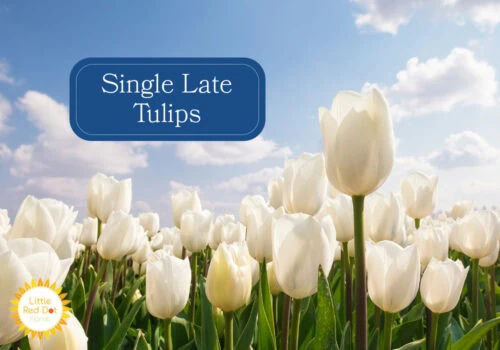 Single Late Tulips Single Late Tulips