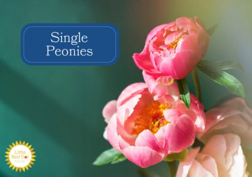 Single Peonies 1000 x 700 Single Peonies 1000 x 700