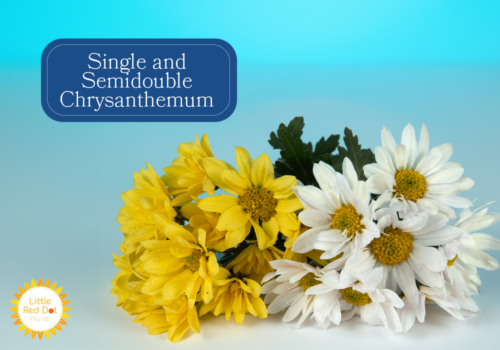 Single and Semidouble Chrysanthemum Inline 1000 x 700 Single and Semidouble Chrysanthemum Inline 1000 x 700