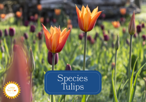 Species Tulips