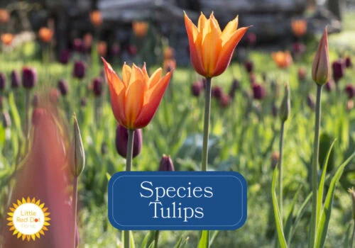 Species Tulips Species Tulips