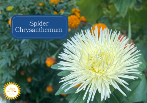 Spider Chrysanthemum Inline 1000 x 700 Spider Chrysanthemum Inline 1000 x 700