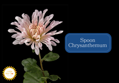 Spoon Chrysanthemum Inline 1000 x 700 Spoon Chrysanthemum Inline 1000 x 700