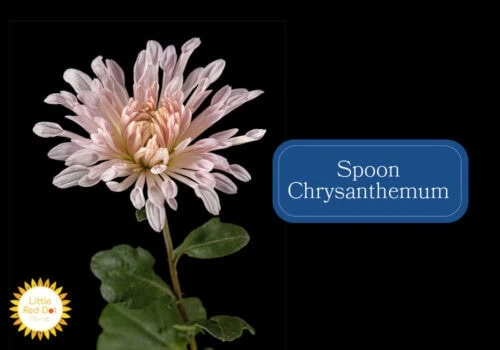 Spoon Chrysanthemum Inline 1000 x 700 Spoon Chrysanthemum Inline 1000 x 700