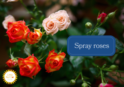 Spray roses Spray roses