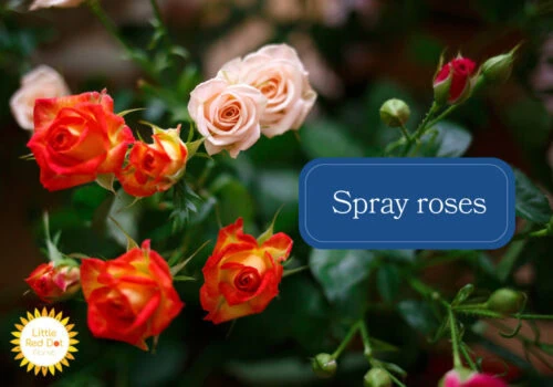 Spray roses Spray roses