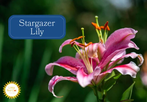 Stargazer Lily Stargazer Lily