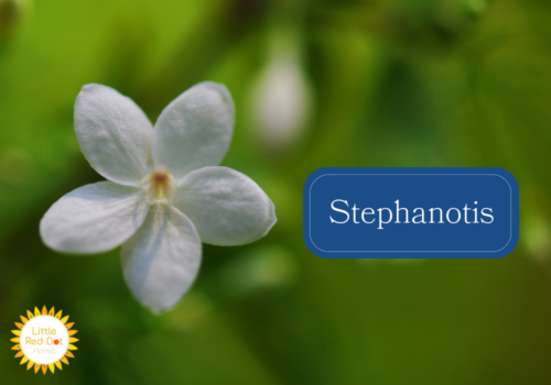 Stephanotis Stephanotis