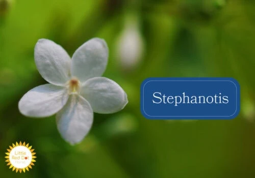 Stephanotis Stephanotis