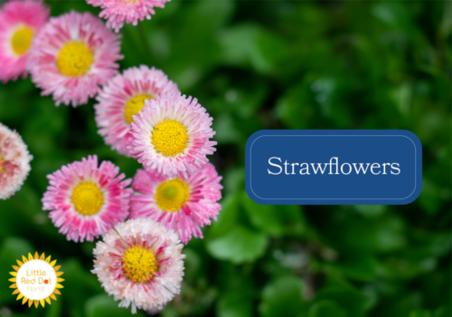 Strawflowers Strawflowers