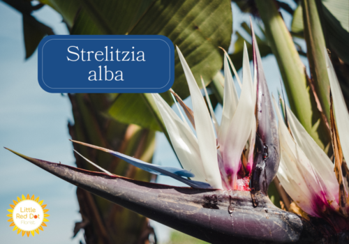 Strelitzia alba Inline 1000 x 700