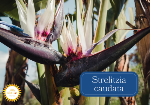 Strelitzia caudata Inline 1000 x 700