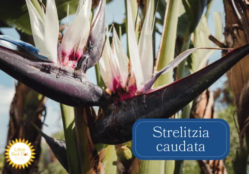 Strelitzia caudata Inline 1000 x 700 Strelitzia caudata Inline 1000 x 700