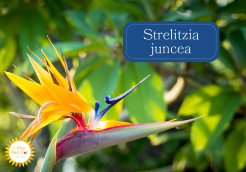 Strelitzia juncea Inline 1000 x 700