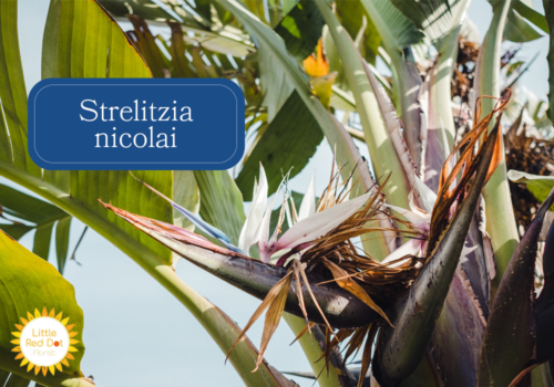 Strelitzia nicolai Inline 1000 x 700