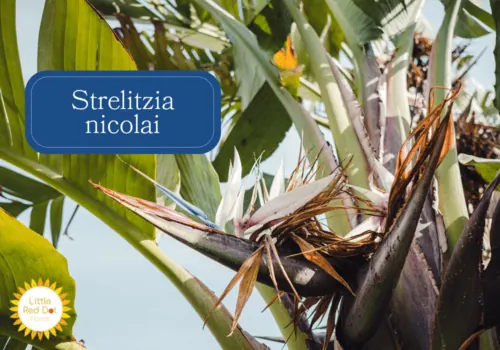 Strelitzia nicolai Inline 1000 x 700 Strelitzia nicolai Inline 1000 x 700